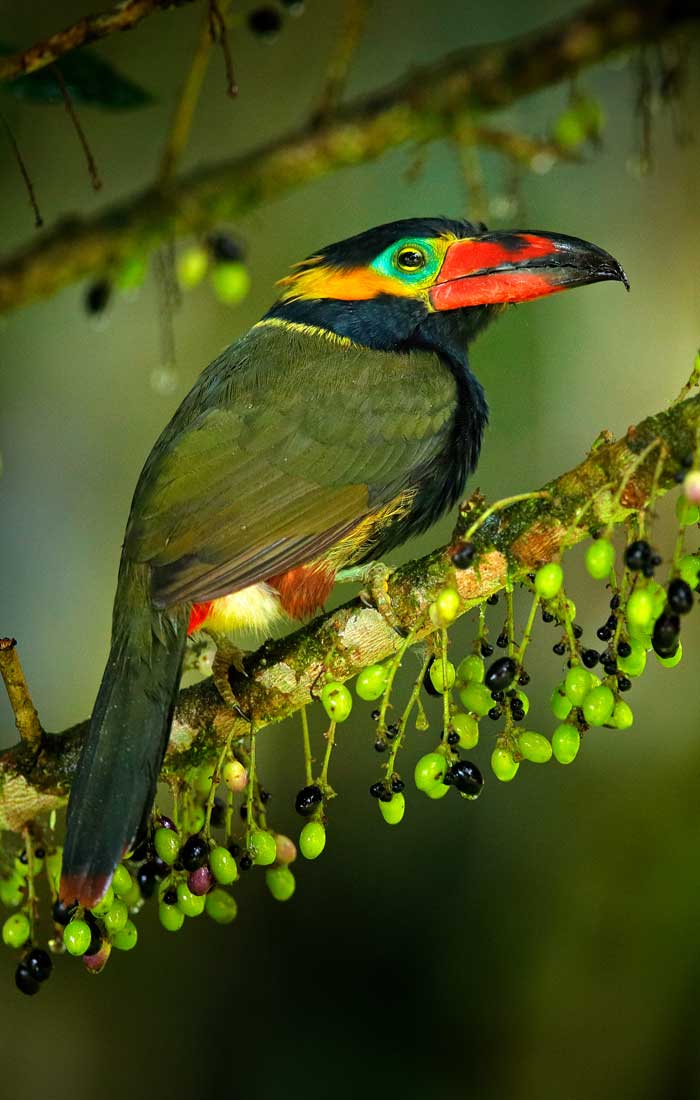 tucan
